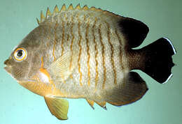 Image of Blacktail Angelfish