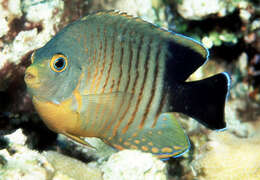 Image of Blacktail Angelfish