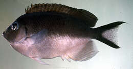 Image of Angelfish