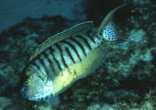 Image of Angelfish