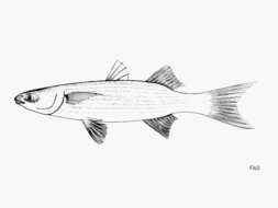 Image of Blueback Mullet