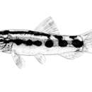 Image of Dwarf loach