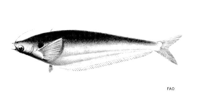 Слика од Kryptopterus bicirrhis (Valenciennes 1840)