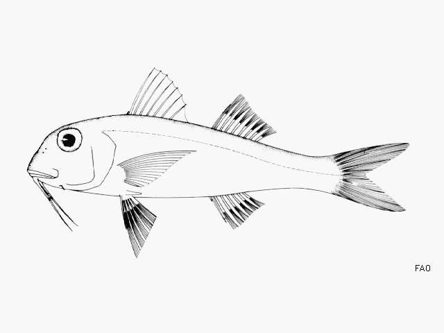 Image of Red Goatfish