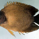 Image of Reunion angelfish