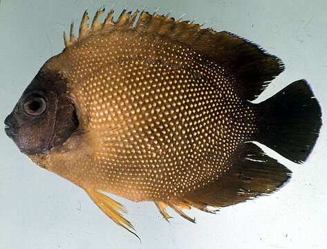 Image of Reunion angelfish