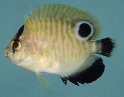 Image of Golden spotted angelfish
