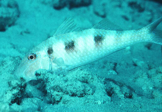 Image of Spotted Goatfish