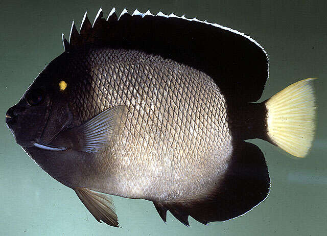 Image of Red Sea Angelfish