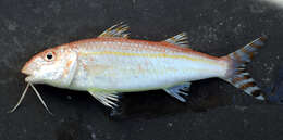 Image of dwarf goatfish