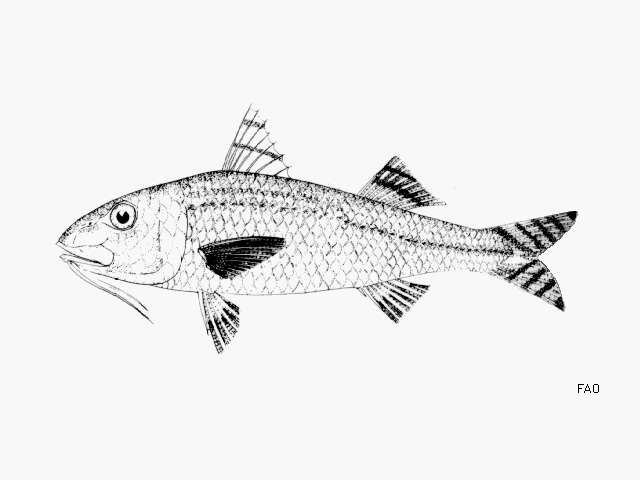 Image of Dwarf Goatfish