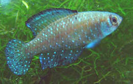 Image of Blackfin pearlfish