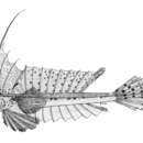 Imagem de Callionymus grossi Ogilby 1910