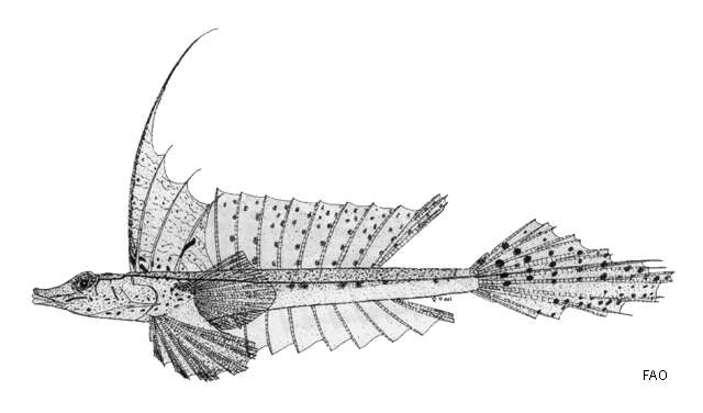 Слика од Callionymus grossi Ogilby 1910