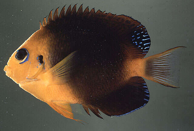 Image of Blackear angelfish