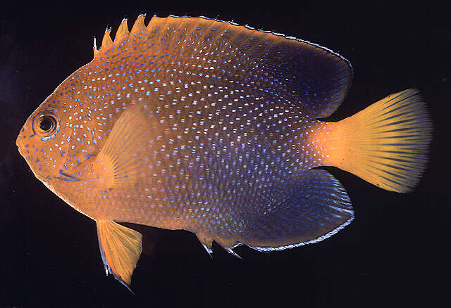 Image of Japanese Angelfish