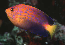 Image of Japanese Angelfish