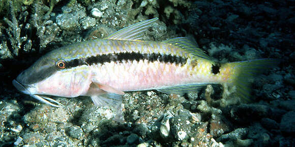 Image of Forsskal&#39;s goatfish