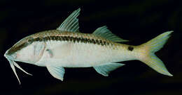 Image of Forsskal&#39;s goatfish