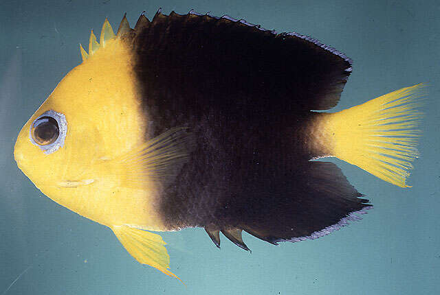 Image of Cocos angelfish
