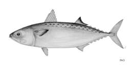 Image of Island Mackerel