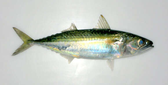 Image of Island Mackerel