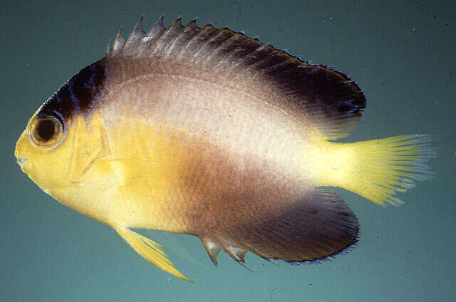 Image of Multicolor angelfish