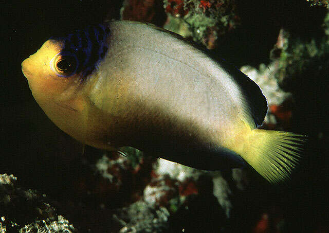 Image of Multicolor angelfish