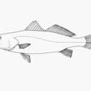 Image of Cachema weakfish