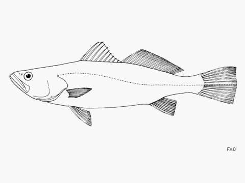 Image of Cachema weakfish