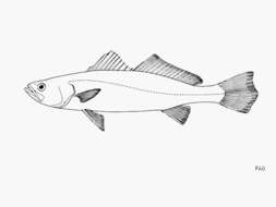 Image of Pelano weakfish