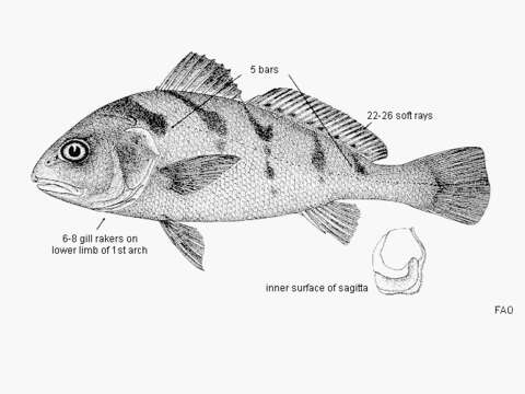 Image of Blotched croaker