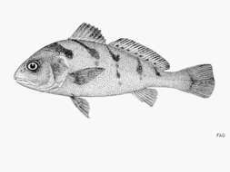 Image of Blotched croaker