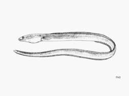 Image of Pallid Snake Eel