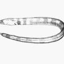 Image of Antillean snake eel