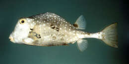 Image of Buffalo Trunkfish