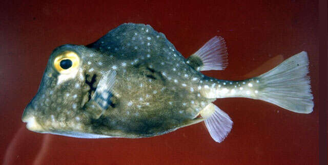 Image of Buffalo Trunkfish