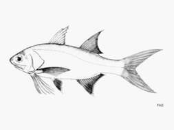 Image of Atlantic Threadfin