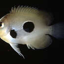 Image of Black-spot angelfish