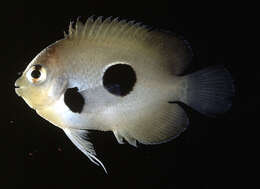 Image of Black-spot angelfish