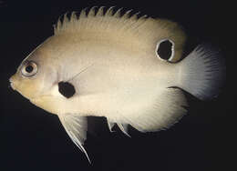 Image of Black-spot angelfish