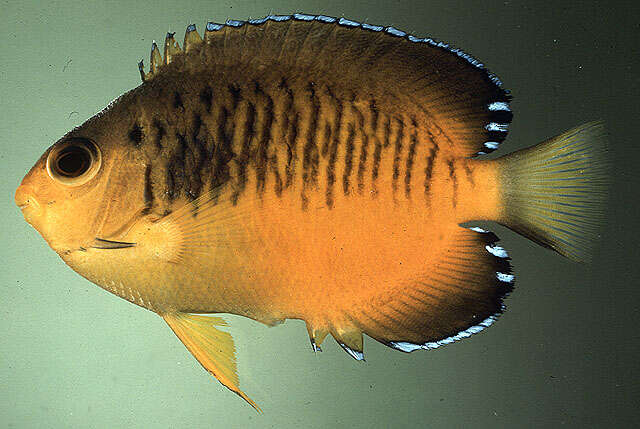 Image of Mango Angelfish