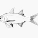 Image of Barbu threadfin
