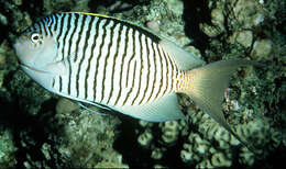 Image de Poisson-ange zébré de l&#39;Océan Indien