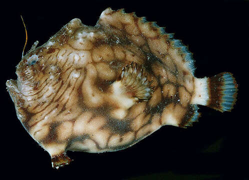 Image of Bandfin frogfish