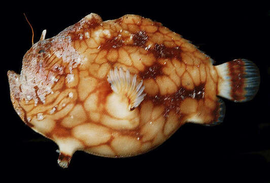 Image of Bandfin frogfish