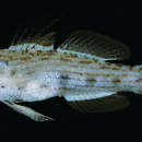 Image of Bandit goby