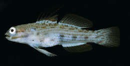 Image of Gladiogobius