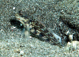 Image of Gladiogobius