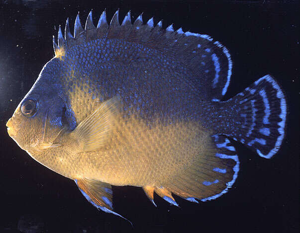 Image of Blue-backed Angelfish